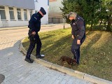 Policjanci wciąż szukają właściciela psa. "Poli" aktualnie jest pod opieką dzielnicowego