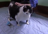 Poznajcie Sprinklesa - kota, który waży 15 kg (wideo)