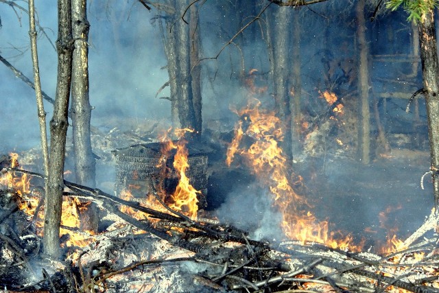 W Niesułowicach ogień był już blisko domów. Strażakom w gaszeniu żywiołu pomagali mieszkańcy wsi oraz samolot gaśniczy
