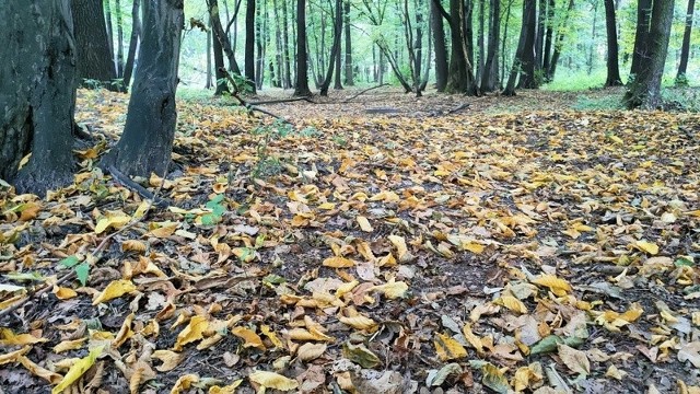 Park Zielona w coraz bardziej jesiennych barwach Zobacz kolejne zdjęcia/plansze. Przesuwaj zdjęcia w prawo - naciśnij strzałkę lub przycisk NASTĘPNE