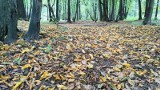 Park Zielona w Dąbrowie Górniczej już w jesiennych kolorach. Jest uroczo. Zobaczcie zdjęcia