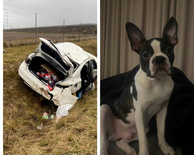 15 stycznia 2023 roku na autostradzie A1 doszło do niebezpiecznego zdarzenia drogowego z udziałem jednego samochodu. Poszukiwania psa, który uciekł z auta, zakończyły się pomyślnie.