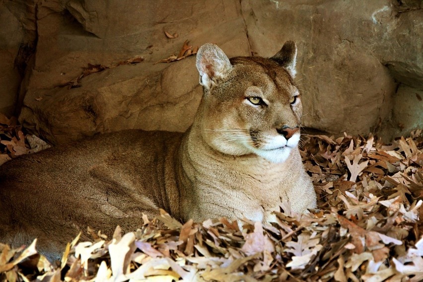 Puma to gatunek drapieżnego ssaka z rodziny kotowatych