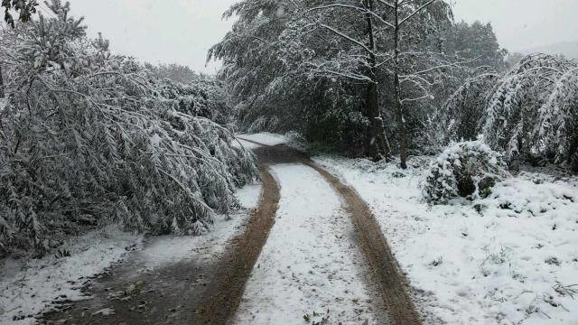 Drzewa pod ciężarem śniegu kładły się na drogi