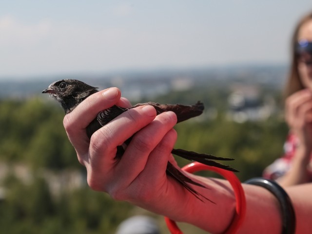 Budki dla jerzyków oraz domki dla nietoperzy mają wkrótce zawisnąć na budynkach miejskich i w parkach w Zielonej Górze