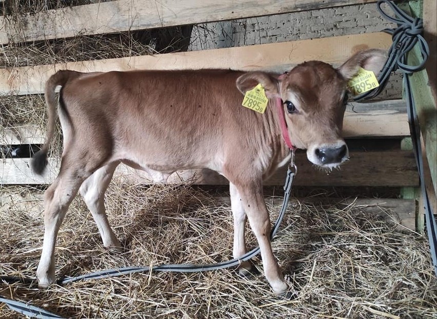 Rolnicy. Podlasie. Ranczo Emilki Korolczuk w Laszkach wzbogaciło się o kolejnego mieszkańca. To jałówka z rasy Jersey [ZDJĘCIA]