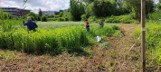 Mikrowyprawa, odsłonięcie tablicy i piknik na Zakrzówku w Krakowie. W ramach projektu "Dzikie jest dobre" odtwarzają motylową łąkę