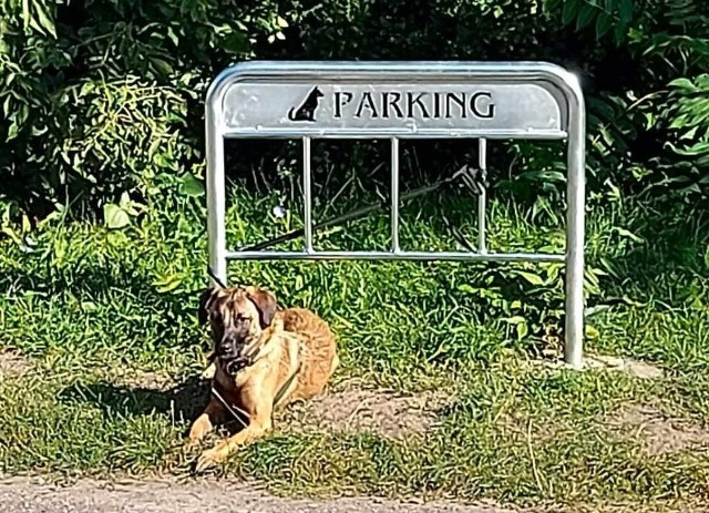 Parking dla psów na osiedlu Rusa w Poznaniu.