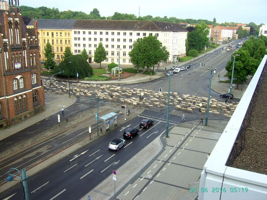 Ogromne stado owiec w centrum Frankfurtu nad Odrą