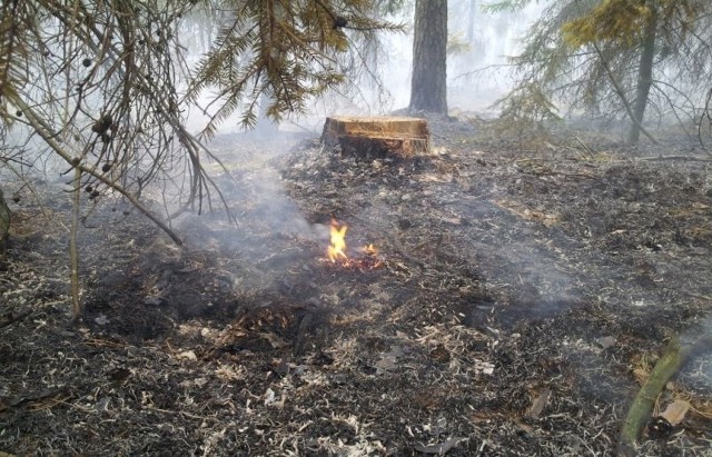 Płonęły lasy koło Michałowa i Plosek. RDLP w Białymstoku ostrzega przed trzecim najwyższym stopniem zagrożenia pożarowego.