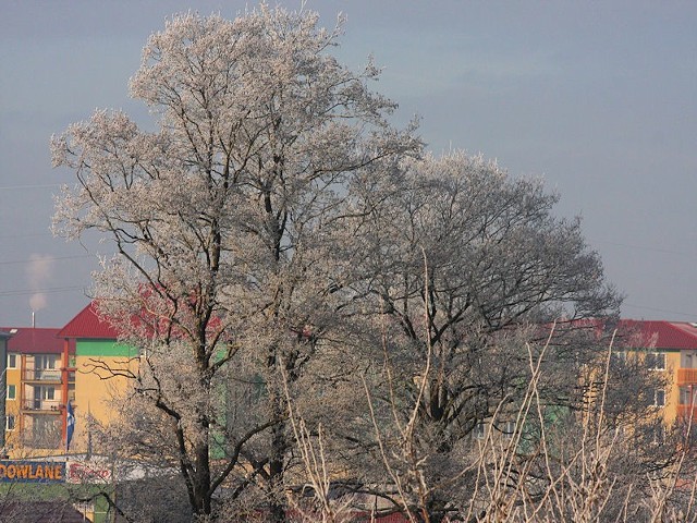 Szadź to osad lodu, który powstaje przy zamarzaniu kropelek wody (mgły lub chmur)