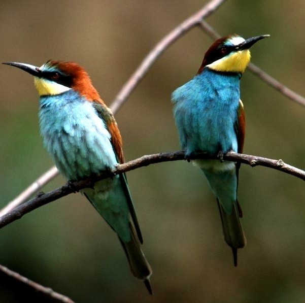 Żołna jest najbardziej kolorowym ptakiem w Polsce.