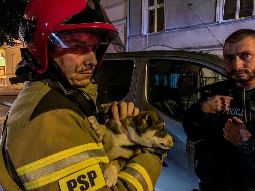 Ełk. Strażacy uratowali szczeniaka, który chodził po parapecie na drugim piętrze (zdjęcia)