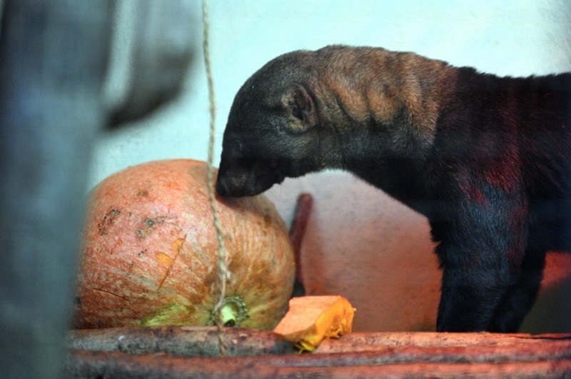 W Polsce tylko w krakowskim i łódzkim zoo można oglądać tego...