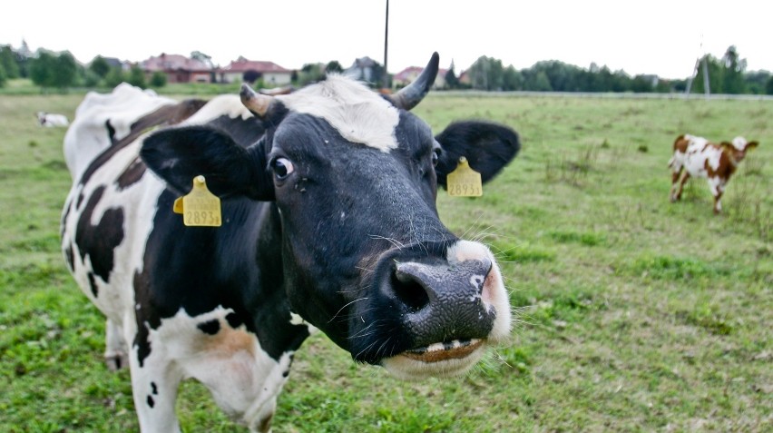 Dziewiąta dziesiątka najlepszych producentów mleka:...
