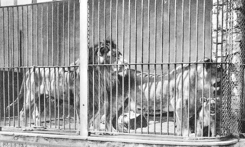 Tak wyglądały lwy mieszkające w zoo przed II wojną światową....