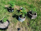 Hajnowscy policjanci zatrzymali 15-latka podejrzanego o nielegalną uprawę konopi oraz posiadanie narkotyków [ZDJĘCIA]