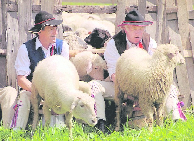 Majówka 2015: 2 maja o godz. 11 w Bacówce na Szańcach w Koniakowie rozpocznie się redyk z mieszaniem owiec.