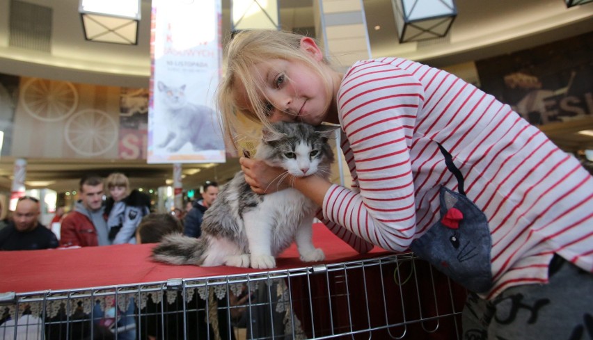 Pokaz Kotów Rasowych odbył się w Silesia City Center w...