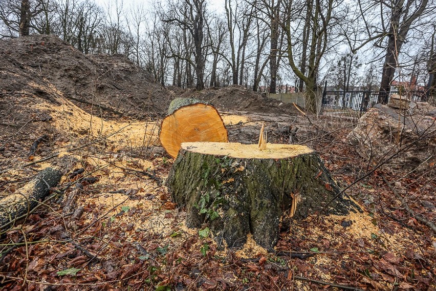 Stuletnie drzewa w parku przy alei Zwycięstwa w Gdańsku wycięte. Sprawa trafiła do prokuratury, a prezydent powoła specjalny komitet