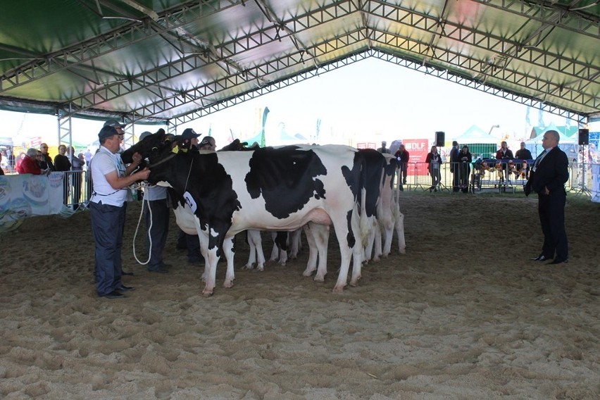 Targi Rolnicze Open Farm w Sierakowie. Wystawa maszyn i zwierząt [ZDJĘCIA]