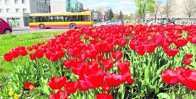 Kieleckie ronda wyglądają pięknie, ponieważ kwitną na nich tulipany, ale po ich przekwitnięciu zostanie tu goła ziemia, ponieważ miasto nie ma pieniędzy na posadzenie letnich kwiatów.