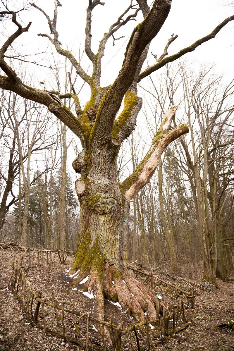 Dąb Wojciech uratowany. 650-letnie drzewo znów czeka na turystów (zdjęcia)