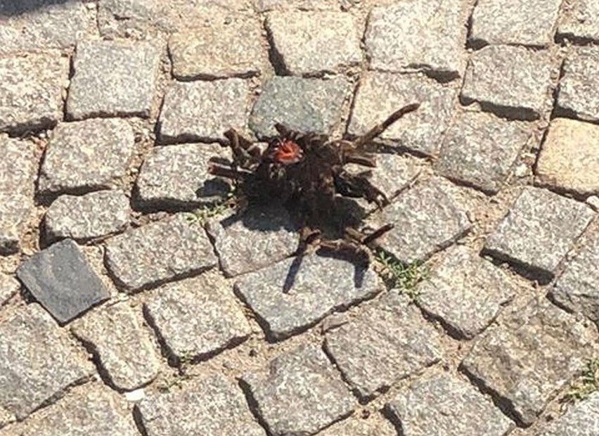 Zgłoszenie na policję: Groźne pająki w centrum Wrocławia! (ZDJĘCIA)