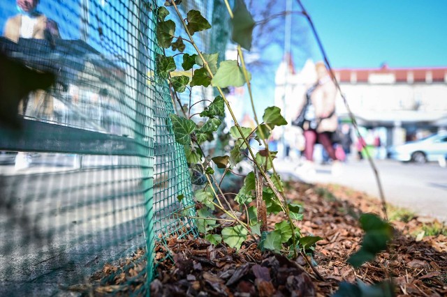 Zobacz kolejne zdjęcia. Przesuwaj zdjęcia w prawo - naciśnij strzałkę lub przycisk NASTĘPNE