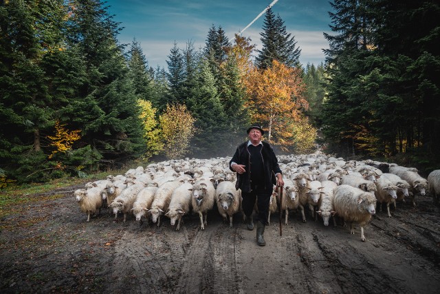 Baca z Nowego Targu, Józef Klimowski, poprowadził swoje stado owiec w kierunku domu
