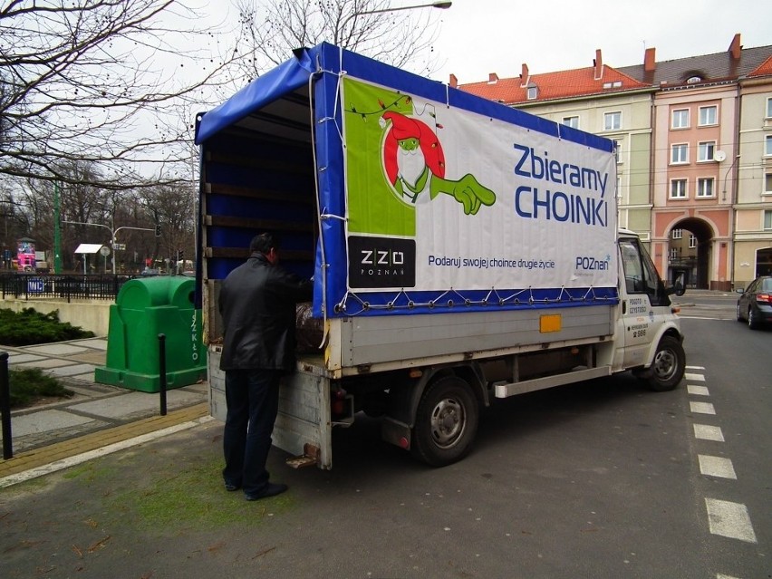 Poznań: Bezpłatna zbiórka choinek