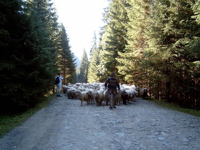 Redyk w dolinie Chochołowskiej to prawdziwa rzadkośc. Owiec od lat się tu po prostu nie wypasa