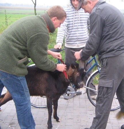 Cap był agresywny. Bódł każdego, kto mu się nawinął