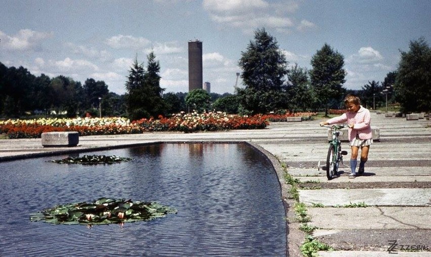 Katowice - Chorzów, Rozarium w WPKiW - 1976 r....