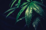 "30 gramów marihuany dla każdego" . Wolne Konopie zbierają podpisy i walczą o legalizację 