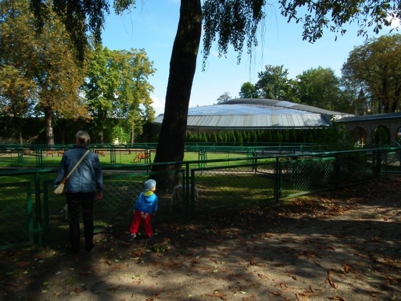 Niegdyś w ogrodzie zoologicznym przy ul. Zwierzynieckiej...