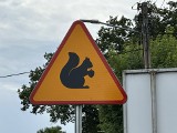 Uważaj na wiewiórki! W gminie Ksawerów szczególnie dba się o zwierzęta