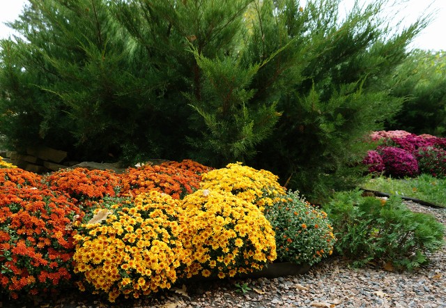 Chryzantemy można sadzić do gruntu od maja do początku jesieni.