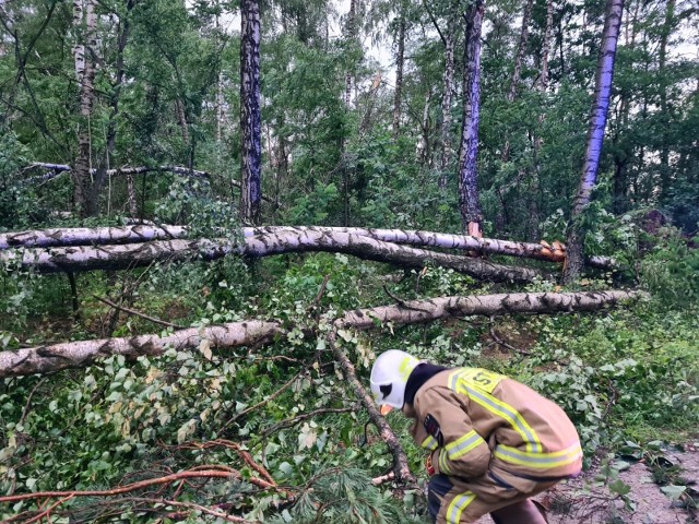 Siła wiatru była tak duża, że łamała drzewa. Tam było między innymi w gminie Skaryszew.