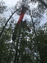 Konin: Spadochroniarz utknął na drzewie