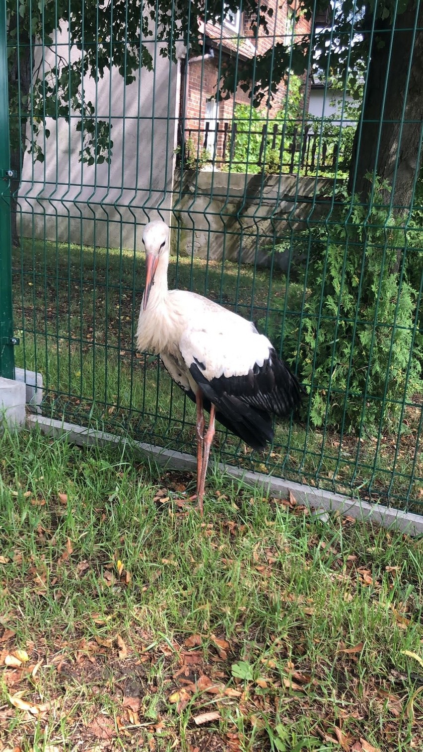 Świerklaniec. Bocian, który wykluł się w gnieździe przy ul. Oświęcimskiej, jest ranny. Trafił do Leśnego Pogotowia w Mikołowie