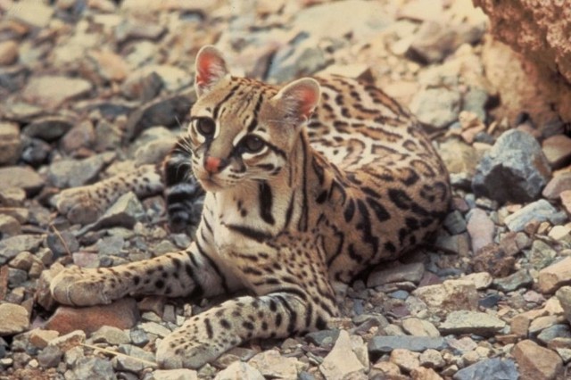 Ocelot zamieszkuje lasy od południowego Teksasu po Amerykę Południową (aż do Argentyny).