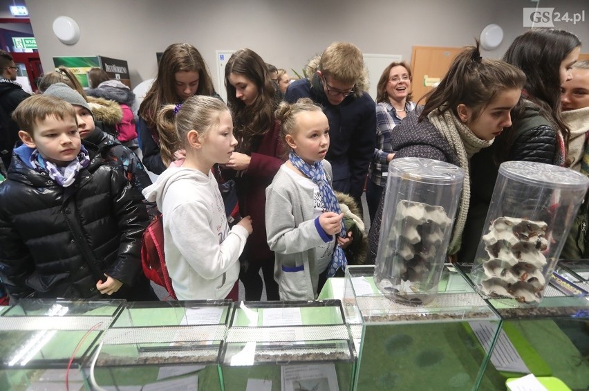 Noc Biologów w Szczecinie. Można zobaczyć pajęczaki, węże i owady [WIDEO]