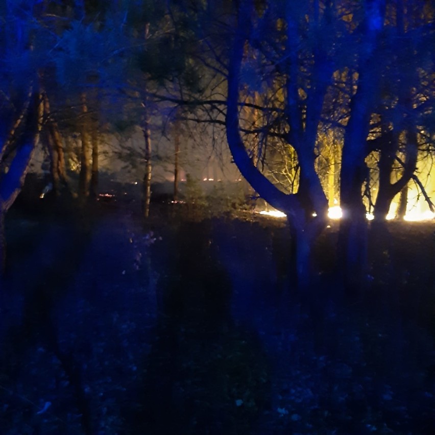 Pożar lasu we Wronowie. Z ogniem walczyło 11 zastępów strażaków. Zobacz zdjęcia