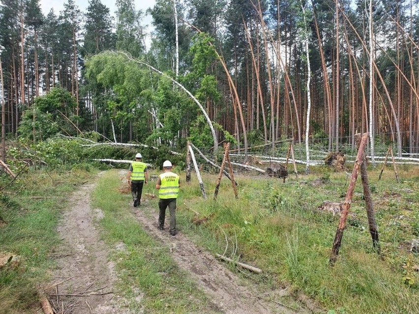 Zakaz wstępu do lasu w Nadleśnictwach Żednia i Czarna Białostocka [ZDJĘCIA]