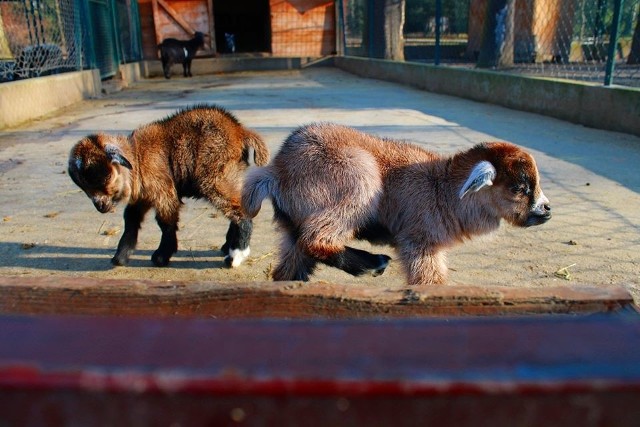 Stajnia Miejska Mini Zoo w Żywcu ma od kilku dni dwoje nowych mieszkańców. To piękne kózki