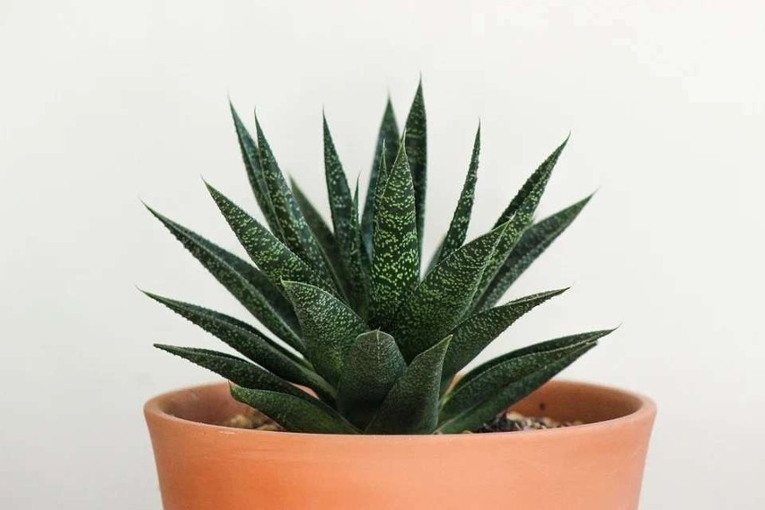 Aloes...