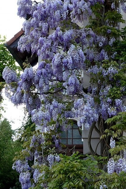 Wisterie świetnie rosną przy południowych ścianach budynków.