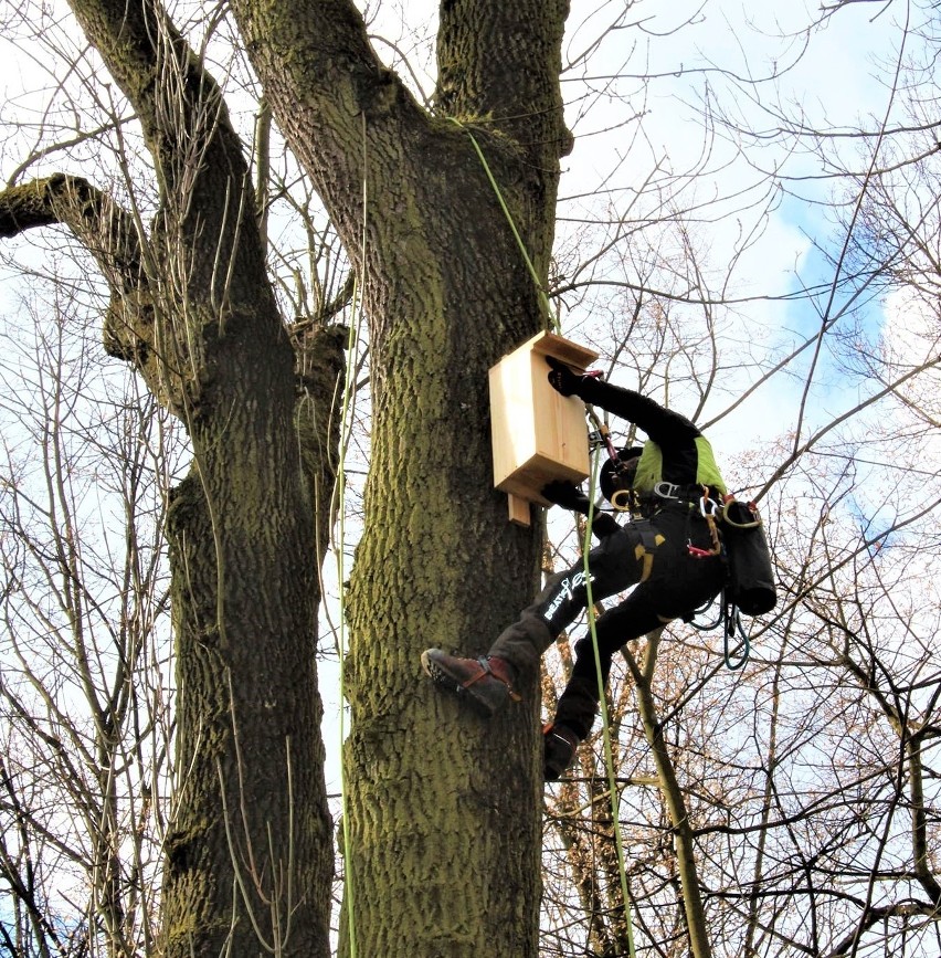 Budki lęgowe dla ptaków montowane w krzeszowickich parkach