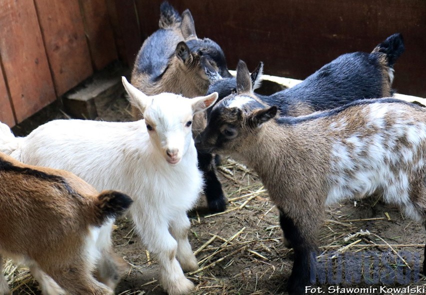 Młode kozy miniaturowe w toruńskim zoo